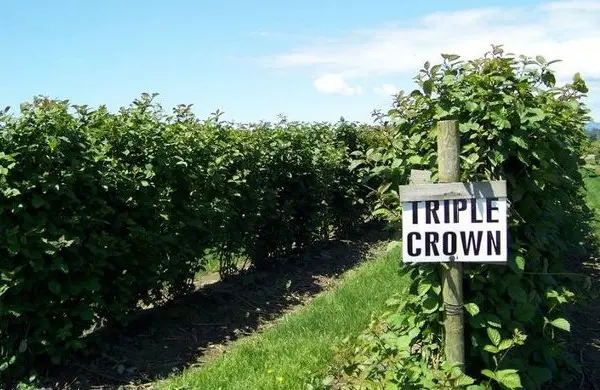 Blackberry Triple Crown (Triple Crown): growing features