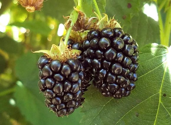 Blackberry Triple Crown (Triple Crown): growing features