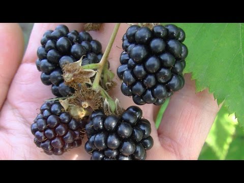 Blackberry Triple Crown (Triple Crown): growing features