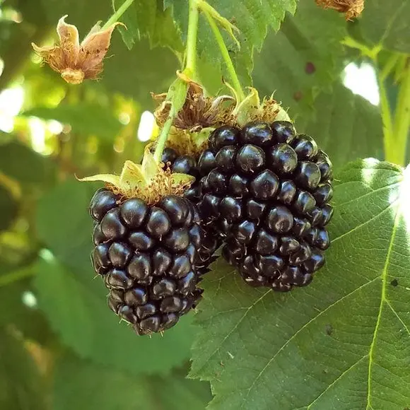 Blackberry Triple Crown (Triple Crown): growing features