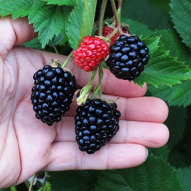 Blackberry Triple Crown (Triple Crown)