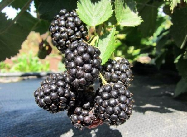 Blackberry Triple Crown: variety description and characteristics