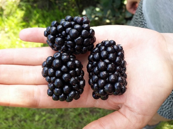 Blackberry Triple Crown: variety description and characteristics