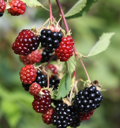 Blackberry Triple Crown: variety description and characteristics