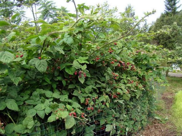 Blackberry Triple Crown: variety description and characteristics