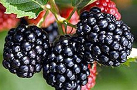 Blackberry Triple Crown: variety description and characteristics