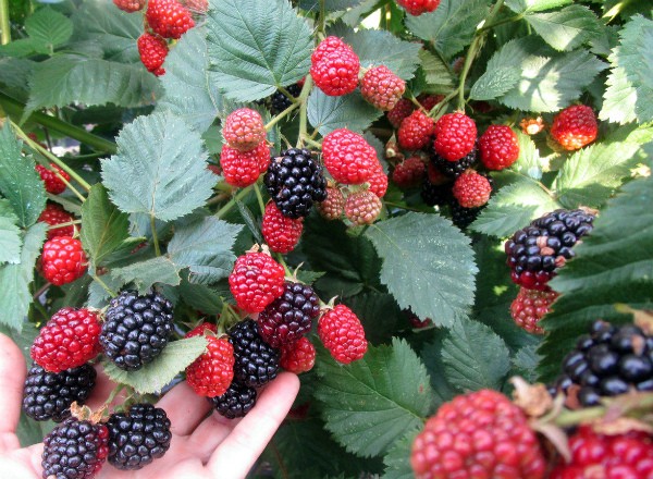 Blackberry Triple Crown: variety description and characteristics