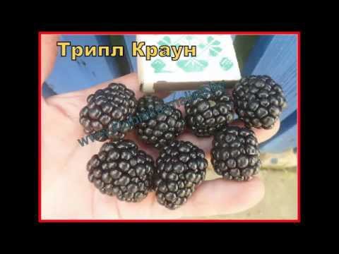 Blackberry Triple Crown: variety description and characteristics