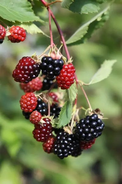 Blackberry Triple Crown: variety description and characteristics