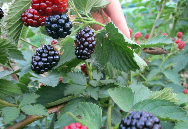 Blackberry varieties: description, characteristics and advantages of each