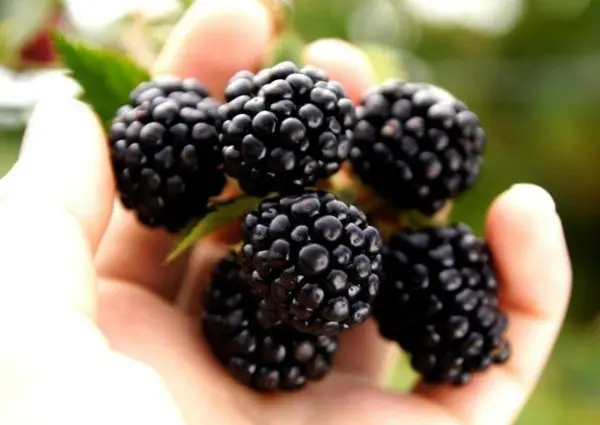 Blackberry varieties: description, characteristics and advantages of each