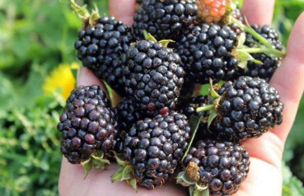 Blackberry varieties: description, characteristics and advantages of each