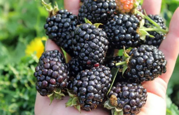 Blackberry varieties: description, characteristics and advantages of each