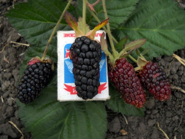 Blackberry varieties: description, characteristics and advantages of each