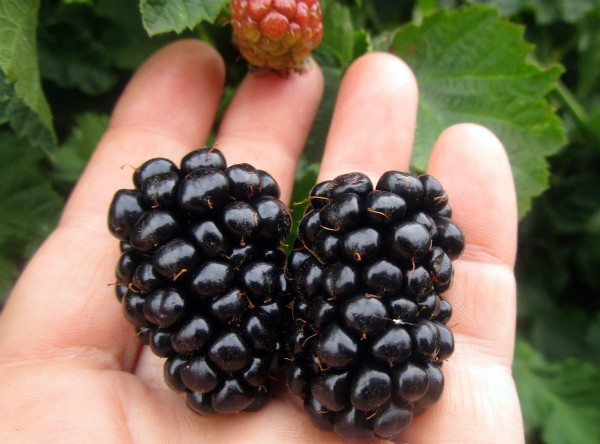 Blackberry varieties: description, characteristics and advantages of each