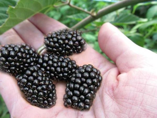 Blackberry varieties: description, characteristics and advantages of each