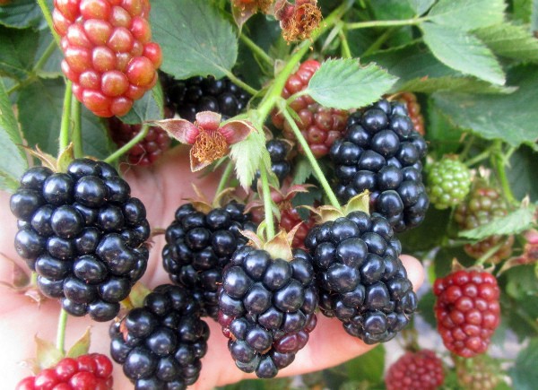 Blackberry varieties: description, characteristics and advantages of each