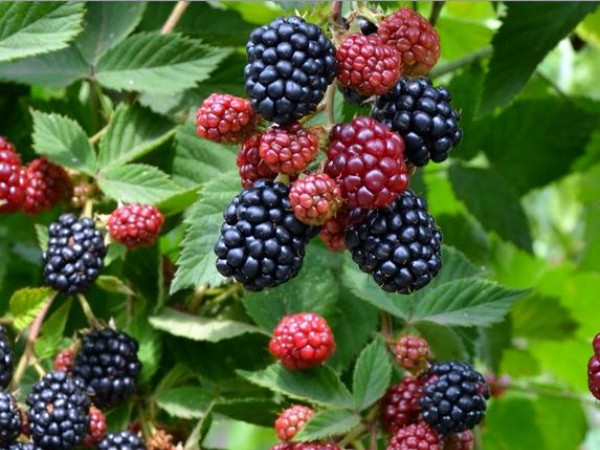 Blackberry varieties: description, characteristics and advantages of each