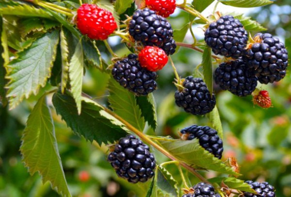 Blackberry varieties: description, characteristics and advantages of each