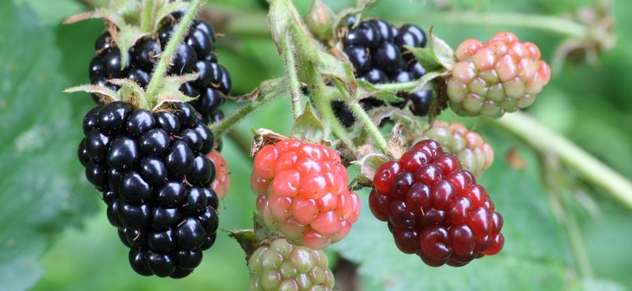 Blackberry varieties: description, characteristics and advantages of each