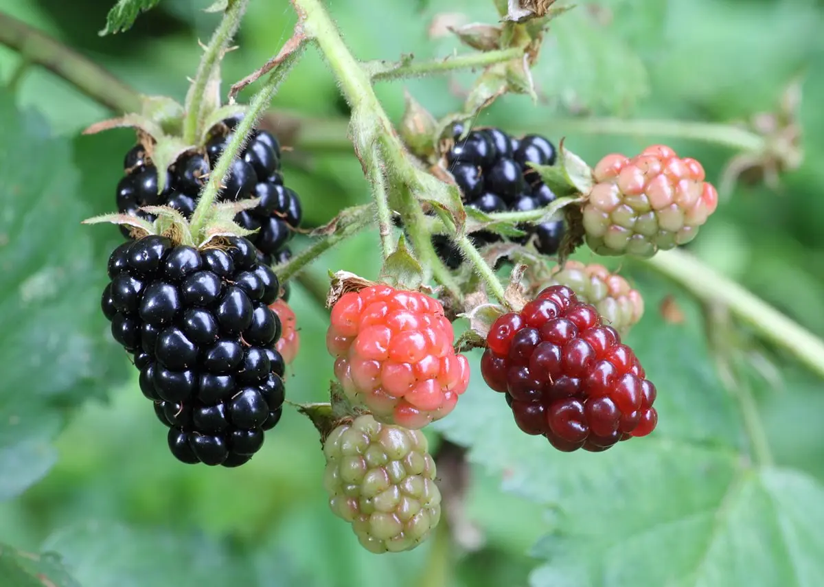 Blackberry varieties: description, characteristics and advantages of each