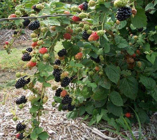 Blackberry varieties without thorns