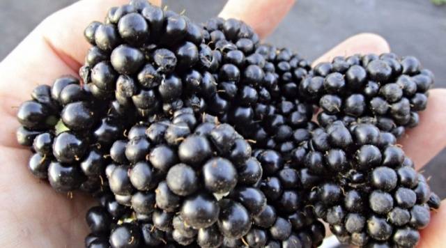 Blackberry varieties without thorns