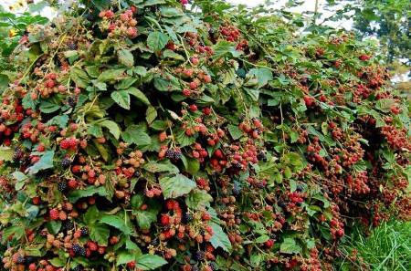 Blackberry varieties without thorns