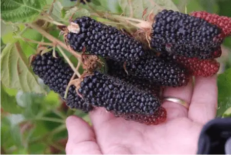 Blackberry varieties without thorns