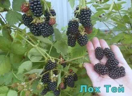 Blackberry varieties without thorns