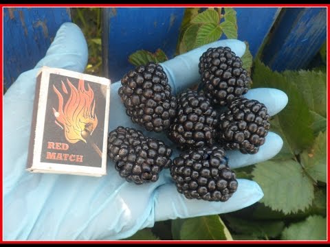 Blackberry varieties without thorns