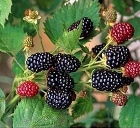 Blackberry varieties without thorns