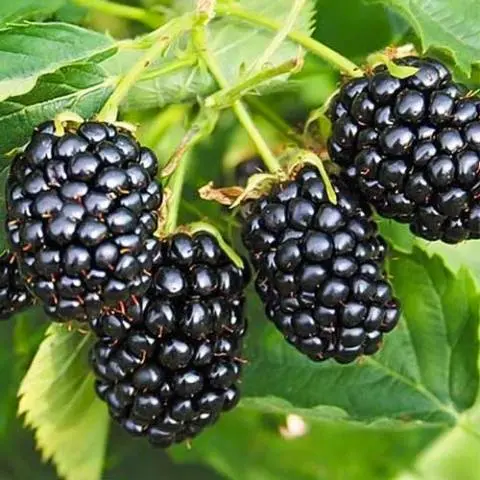 Blackberry varieties without thorns