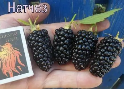 Blackberry varieties without thorns