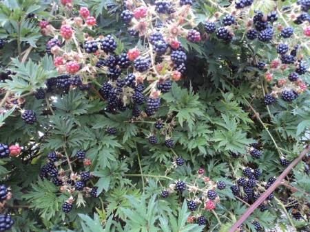 Blackberry varieties without thorns