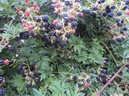 Blackberry varieties without thorns