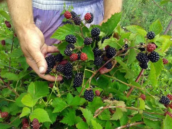 Blackberry varieties without thorns