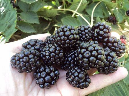 Blackberry varieties without thorns