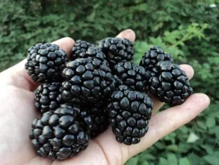 Blackberry varieties without thorns