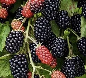 Blackberry varieties without thorns