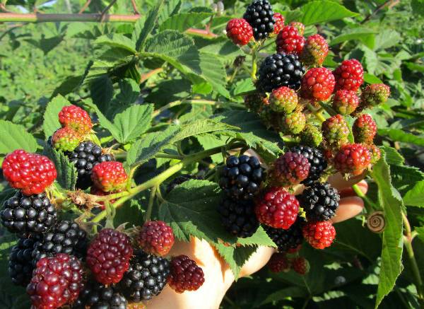 Blackberry varieties without thorns