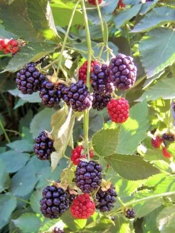 Blackberry varieties without thorns