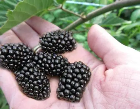 Blackberry varieties without thorns