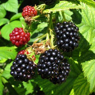 Blackberry varieties without thorns