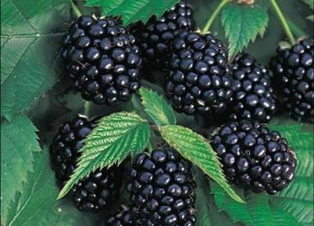 Blackberry varieties without thorns