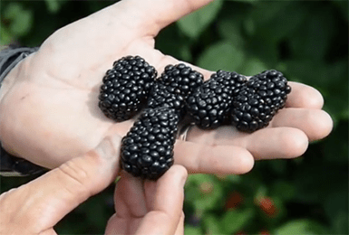 Blackberry varieties without thorns