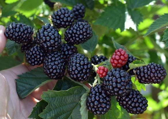 Blackberry varieties without thorns