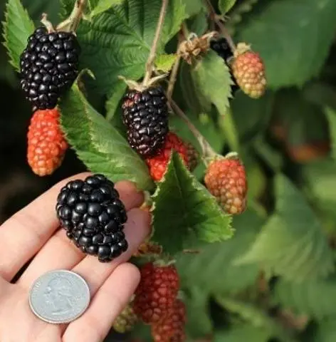 Blackberry varieties without thorns