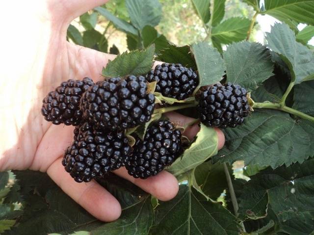 Blackberry varieties without thorns