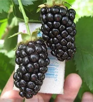 Blackberry varieties without thorns